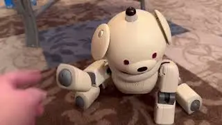 Aibo 31x Latte just chilling.