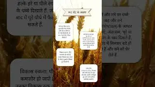 🌱#RootRot #गेहूंकीबीमारी #FungalDisease #Wheatdisease #HarimanAgroSolutions