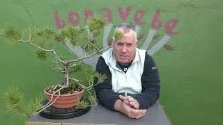 Cuando trasplantar un bonsai de pino.@BonavebedesdeVigoGalicia.