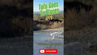 Tofu Found This Hidden OC Hill Trail!🐶🌄 Dog Paradise #DogAdventure #CaliforniaHikes #Shorts #trend
