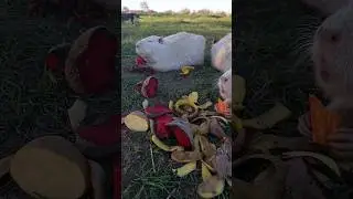 Популярные персонажи наших роликов в ютуб и тик-ток #нутрии #жизньвдеревне #подсобноехозяйство