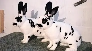 REX DALMATIAN ‼️ 🐇🐇