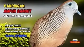 Perkutut Lokal Gacor AMPUH Untuk Pancingan Semua Burung Perkutut Agar Cepat Bunyi | Zebra Dove Z82