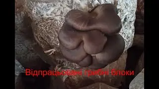 Чи варто купувати відпрацьована грибні блоки ГЛИВИ(Вешенки)