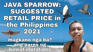 JAVA SPARROW: SUGGESTED RETAIL PRICE in the Philippines 2021 magkano nga ba ang pares ng bawat kulay