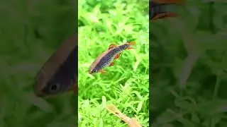 Celestial Pearl Danios, CPDs,  Galaxy Rasboras, my favorite fish.