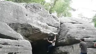 Brutus maximus - Eridge green- 8A