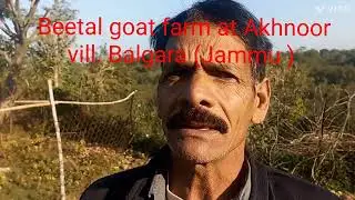 Beetal Goat farm at Akhnoor vill. Balgara District-Jammu  (Goats & Kids available) M. no. 9596951217