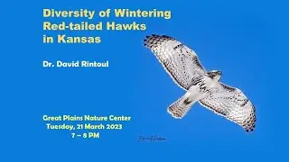 Diversity of Wintering Red-tailed Hawks in Kansas by Dr. David Rintoul