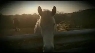 We need you to be our Heavy Horse Heroes!