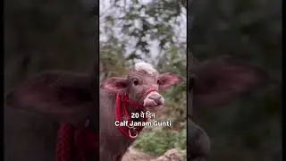 Calf janam ghutti 9992867191