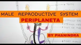 MALE REPRODUCTIVE SYSTEM OF COCKROACH || PERIPLANETA || BY PHANINDRA GUPTA
