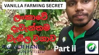 ලංකාවේ දැවැන්තම වැනිල වගාව Sri Lanka largest Vanilla cultivation #vanilla #plantation #srilanka 