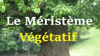 Le Méristème Végétatif