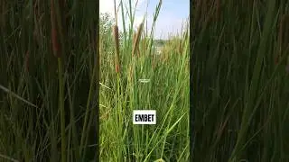 TANAMAN LEMBANG ‼️ Typha angustifolia #lembang #typhaangustifolia #embet #obor