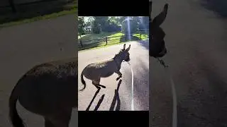 Donkey needs to be trotted twice a day to help blood flow. Listen for his hoof clicks 🙂
