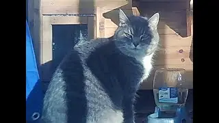 Emma's Animals 55 - Finally Understanding Zoomies