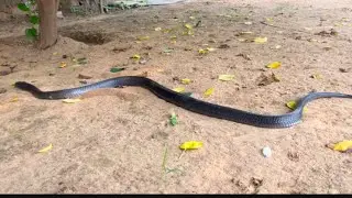 घर से कोबरा साँप को कैसे निकला बाहर देखिए वीडियो #cobra #cobrasnake #rescue