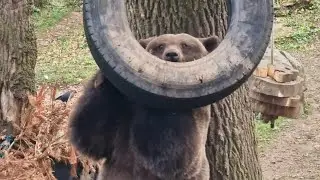 Colwyn Bay Zoo Bear