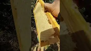 #Season's Las Honey harvesting##workerbee 