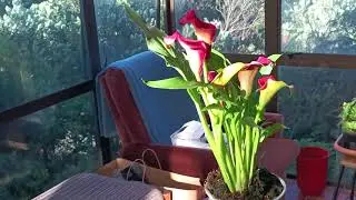 #videos#flowerphotography#ZANTEDESCHIA #CALLALlLY@kapcoastsunsetcliviaseascapes