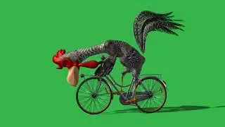 funny toon rooster ride bike green screen