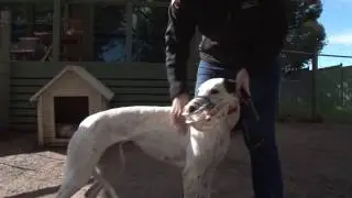 Greyhound Adoption Program: How pre-entry assessment tests work