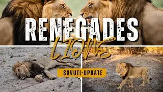 Sick SEKOTI - RENEGADES | Обновление II #природа #вирус #лев #животное