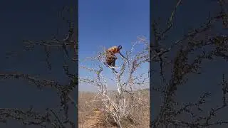 Вынуждены спать на кустах 😱