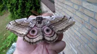 BEAUTIFUL African moth! Gynanisa sp. (maia?)