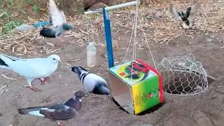 Unique Method Creative Underground Bird Trap | Pigeon Catching traps | @MsBirdTraps |