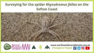 Surveying for the spider Rhysodromus fallax on the Sefton Coast with Richard Gallon