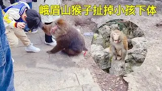 黔灵山猴子扯掉小孩下体事件，最后赔了80万，臭名昭著是有原因的！看完就明白了