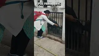 Pig farm 🐷, Ranchi Veterinary College (BAU)🏥