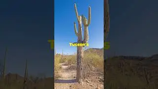 Chrysocolla - The Gem of Tucson's Mineral Mile