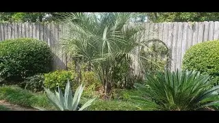 September 16, 2022 - The Pindo Palm