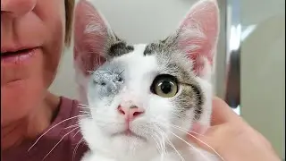 One eyed cat&rsquo;s progress recovering from eye removal surgery 