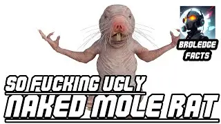 Naked Mole-Rats: Unique Adaptations and Fascinating Behavior - broledgefacts