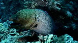 Giant Muray Eel