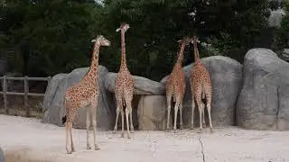 Parc Zoologique de Paris / ZOO Paris