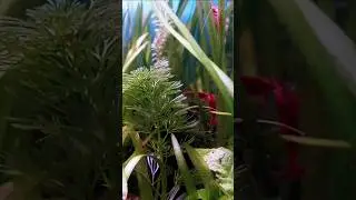 Shrimp colony expanding