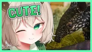 Nimi Is Successfully Infecting Us with Ume the Baby Tapir