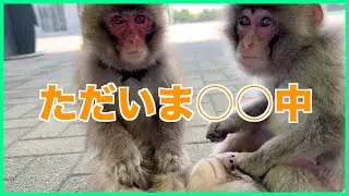 一時の休憩・・。お猿さんたち、休憩時間には何をしているの？