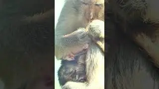 #babyanimal #anmals #animals #monkeysr #babymonkeybobby #babyprimate #babymonkey