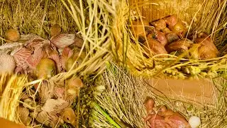 Java sparrow breeding progress || Fown java ke baby aa gye🥰