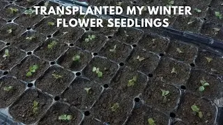 Transplanting process of my godetia's seedlings...