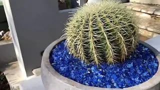 Celebrity Succulent Installation in Los Angeles GRAND REVEAL