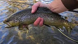 My Fly-Fishing Day Progressively Got Better