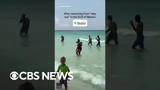 Bear swims onto Florida beach from Gulf of Mexico #shorts