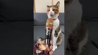 funny cat video short hindi #shorts #foryou #funnyanimal #funnycat 🤣